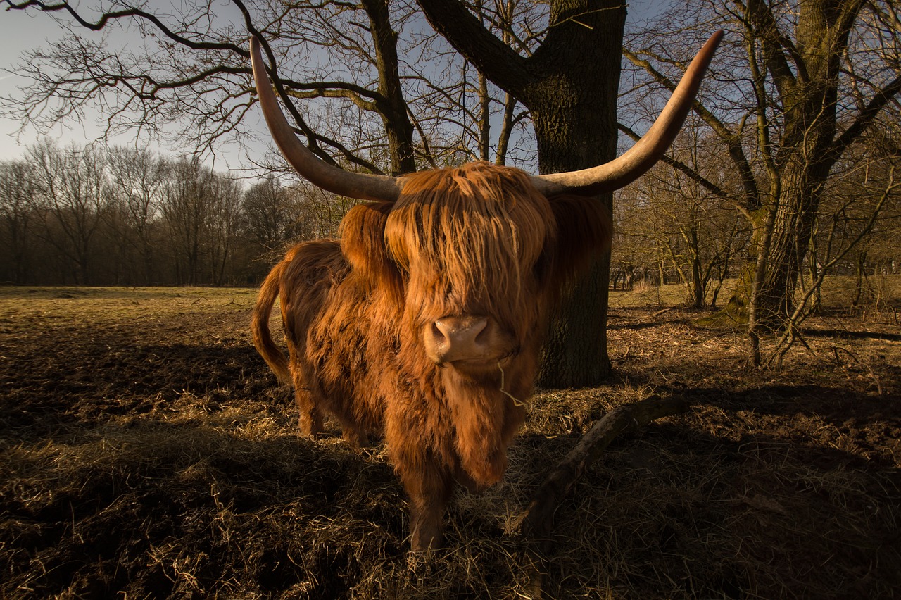 Scotland's Burns Night - A Toast to Poetry and Tradition